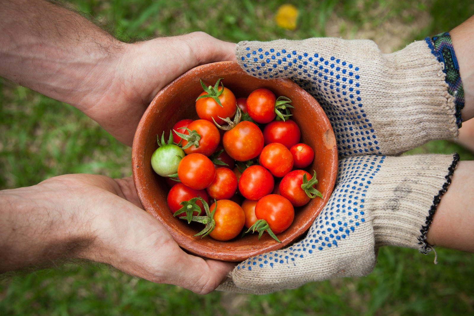 Hands working among green plants and rich soil