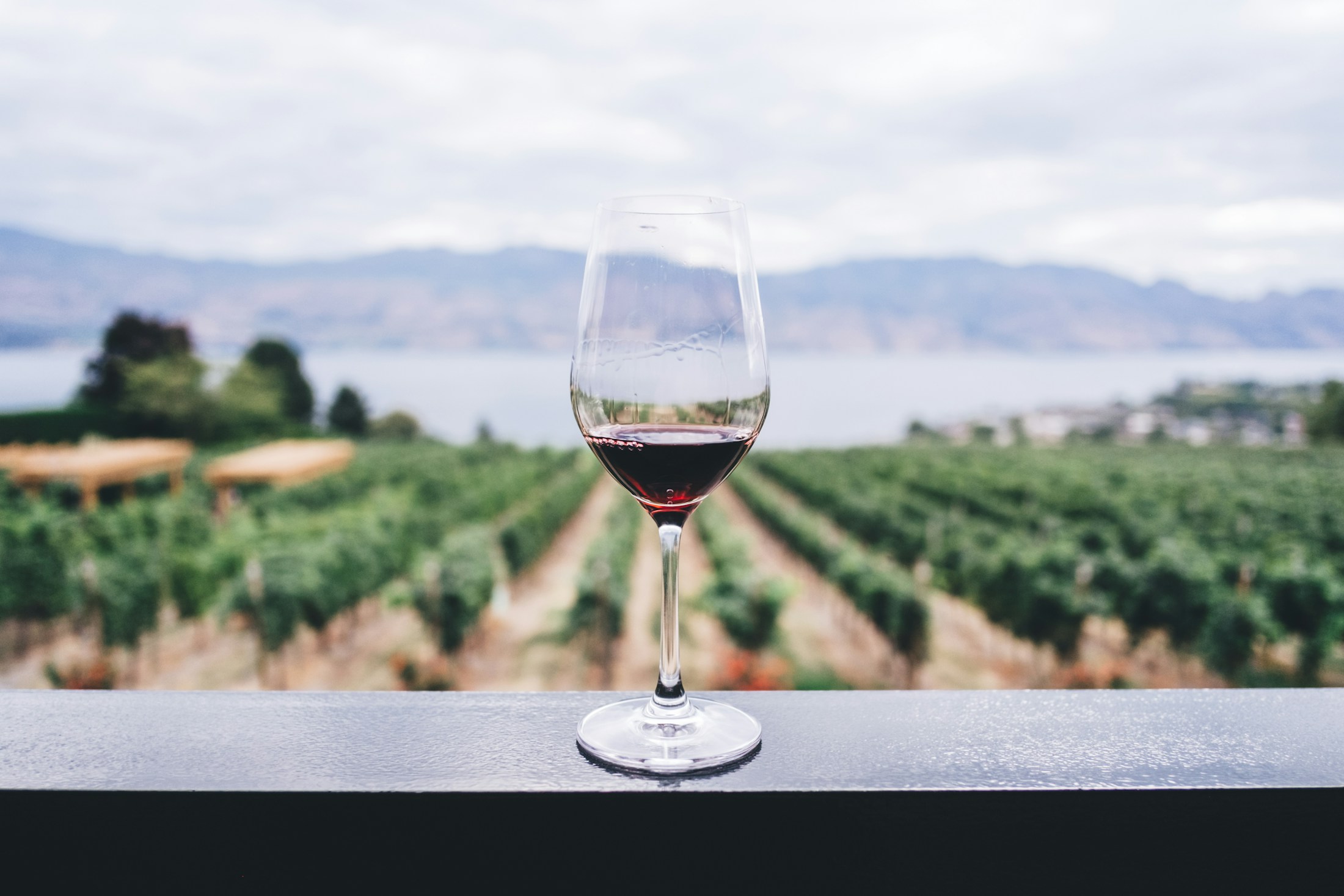 A glass of red wine overlooking vineyard rows and distant hills