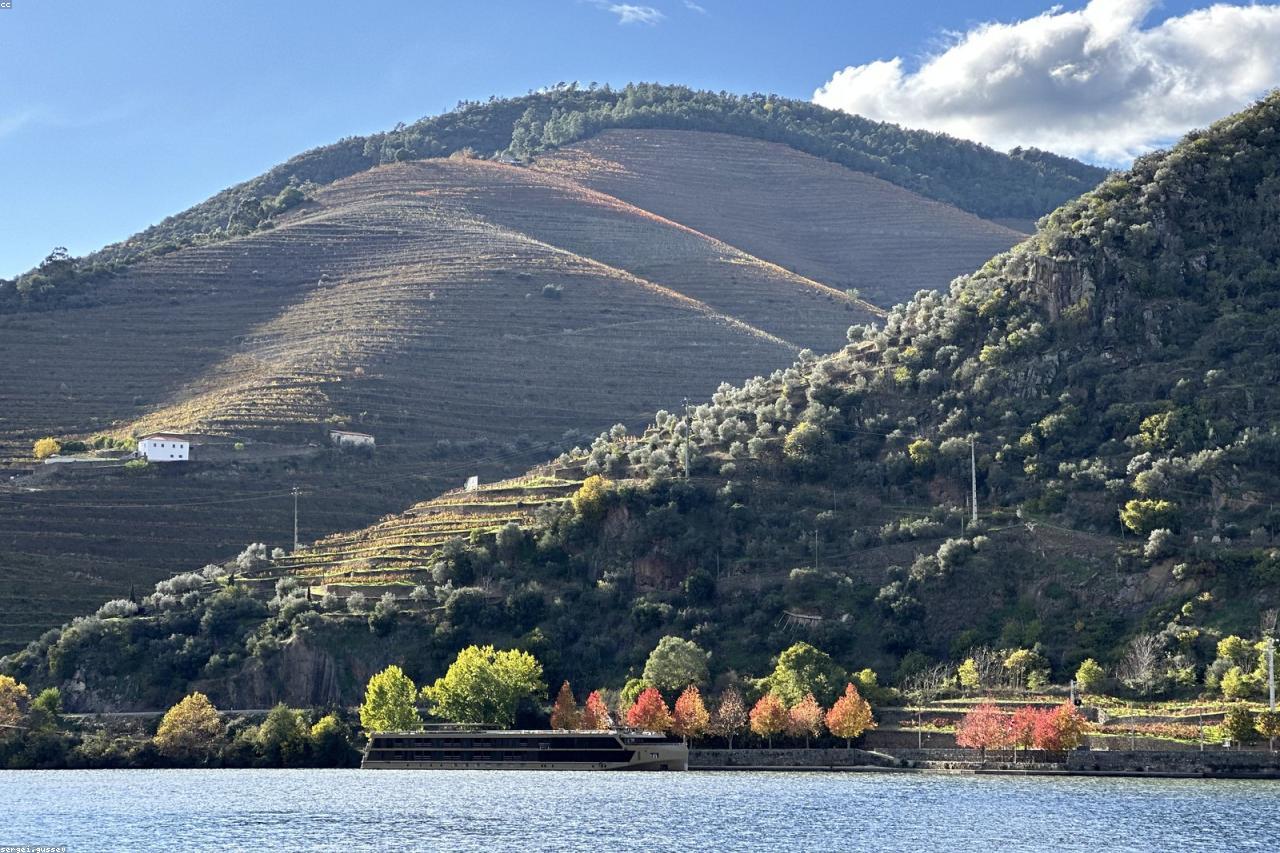Terraced vineyard landscape in afternoon light
