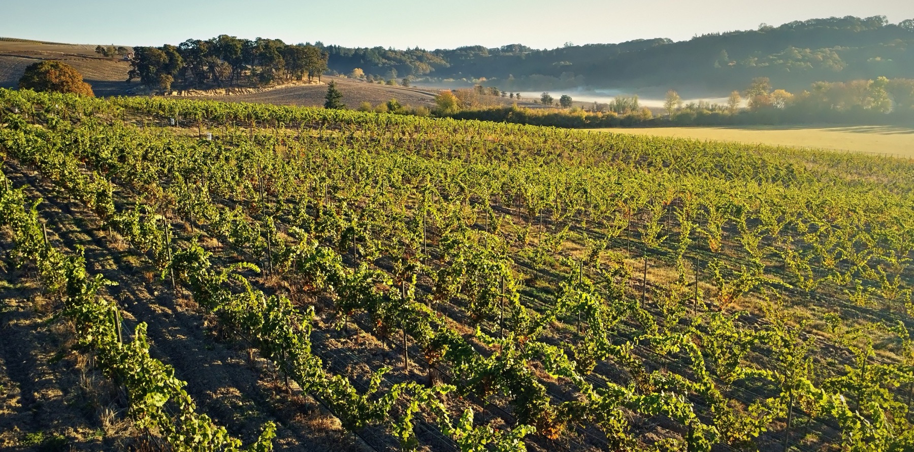 Vines in early light with mist lifting from the valley behind