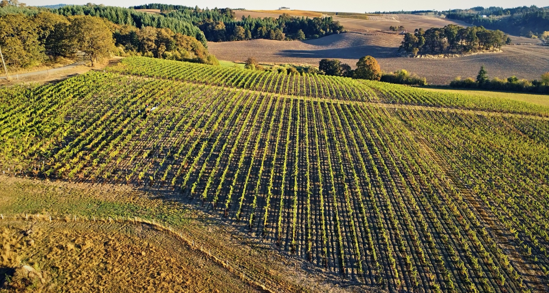 Long shadows between vine rows climbing a sunlit hillside
