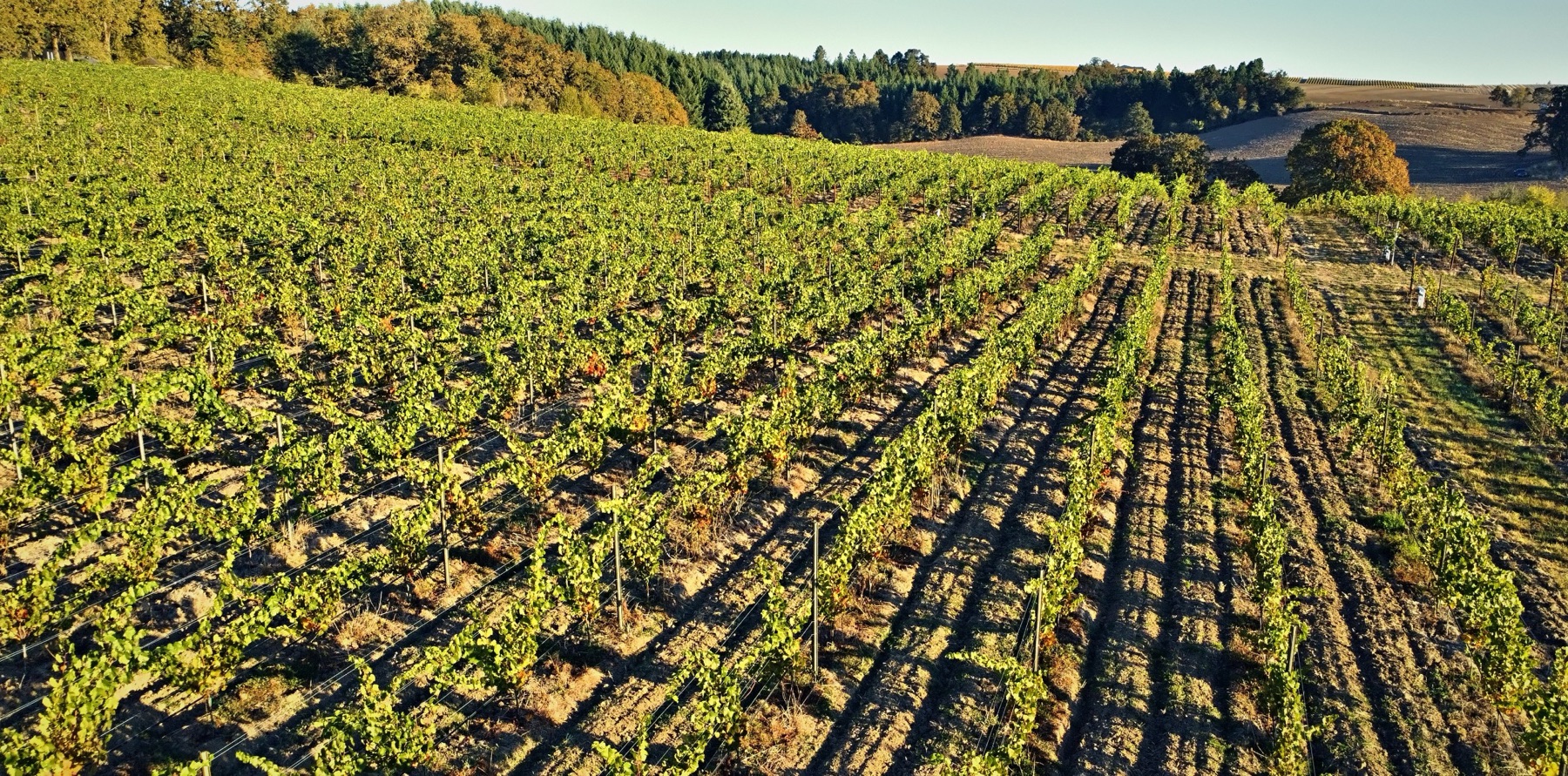 Vine rows converging across a slope toward oak and fir groves