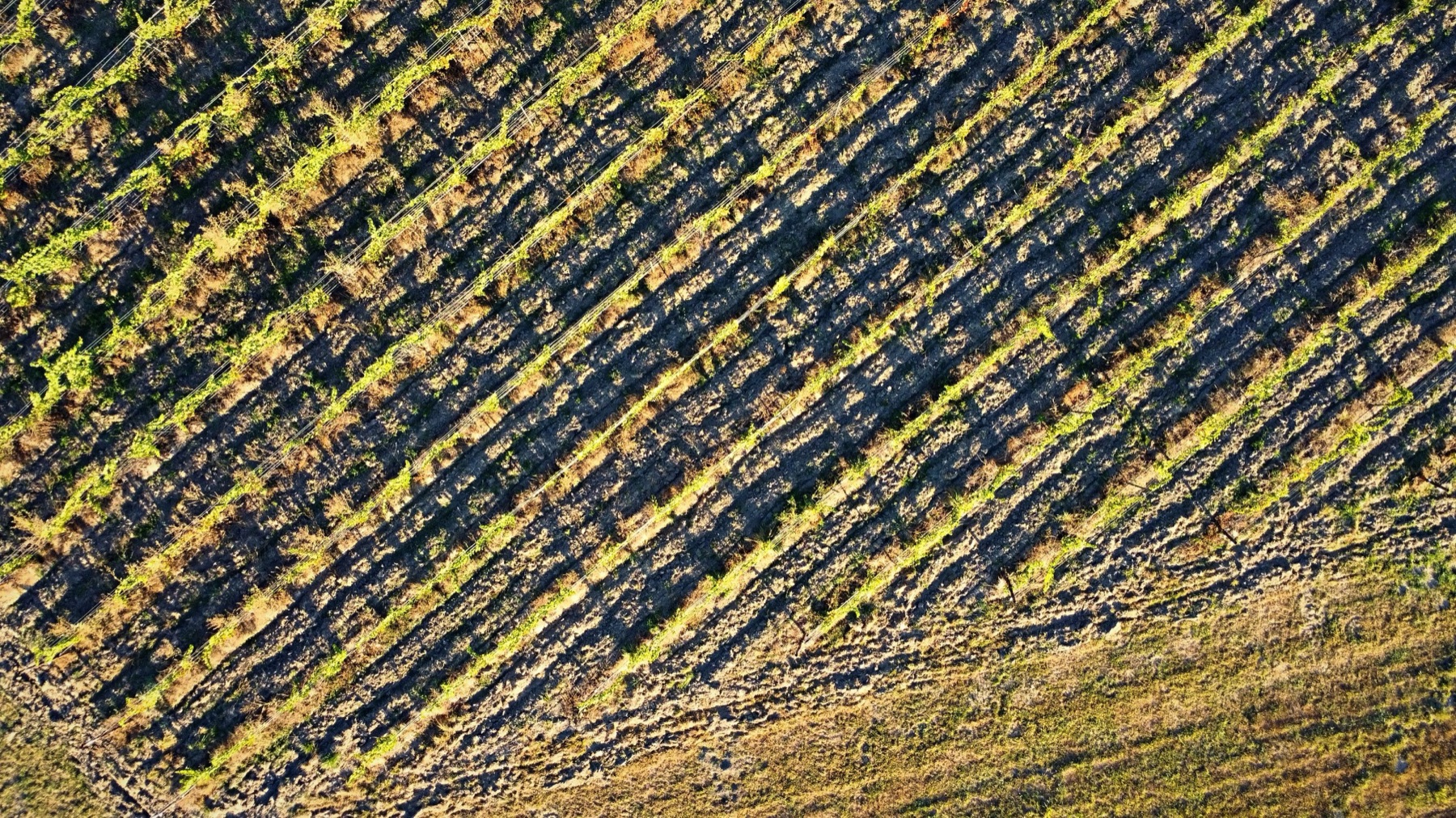 Directly overhead view of diagonal vine rows and their long shadows