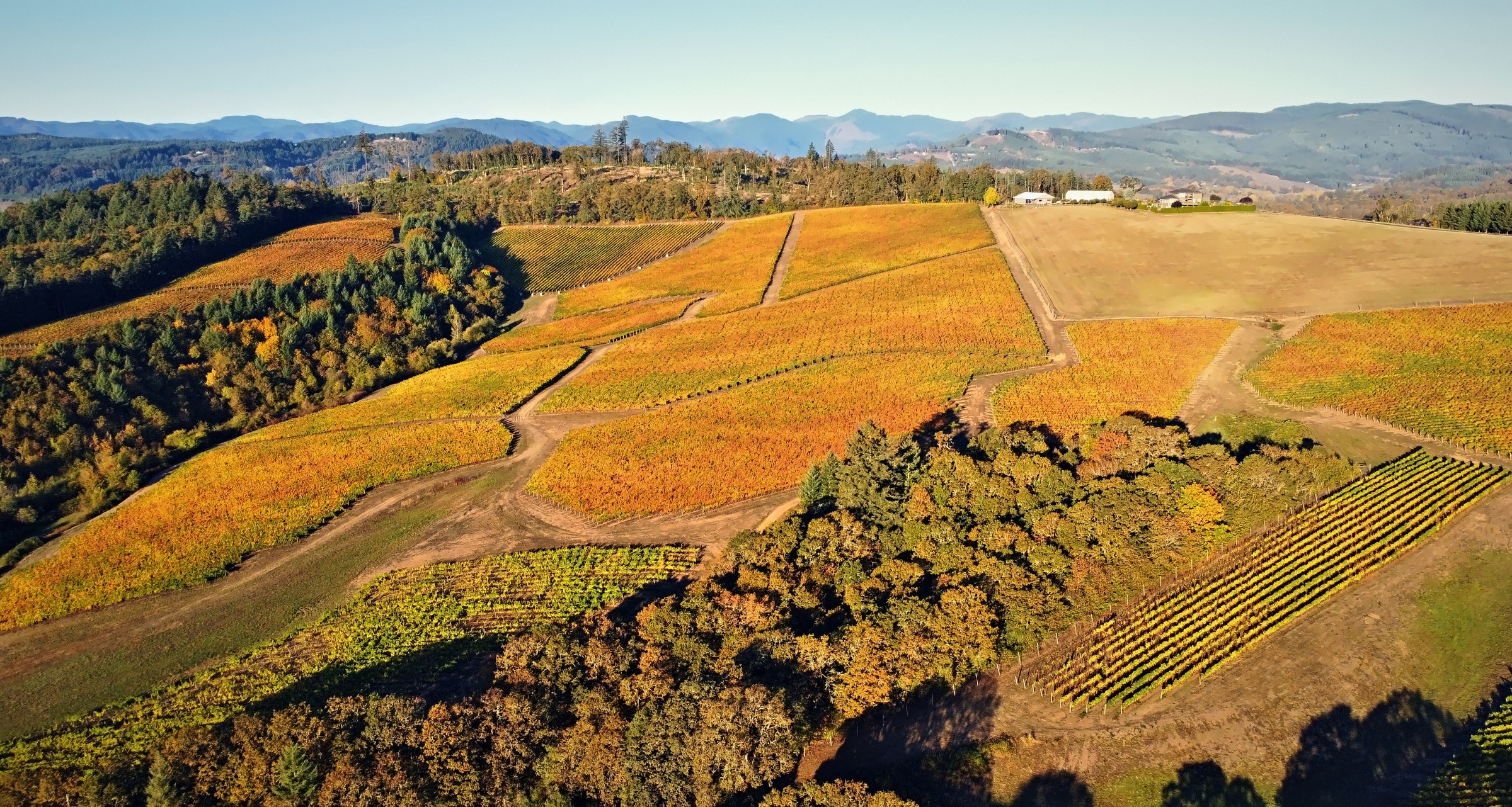 Autumn vineyard blocks glowing gold and orange across rolling hills under a clear sky