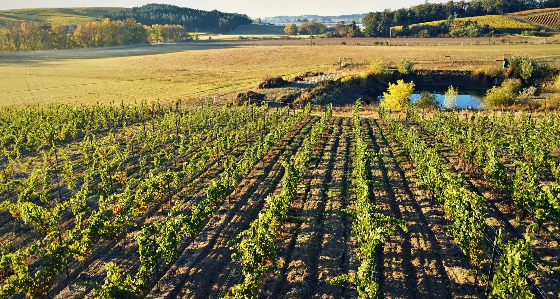 Vine rows leading toward a small pond and open pasture in late light