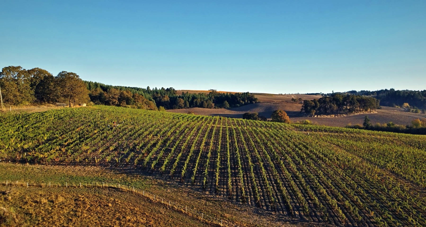 Vineyard rows sweeping across a hillside under a wide blue sky